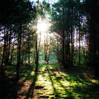 Утро в лесу/ Morning in the forest -(*September contest 2010*), Быковка