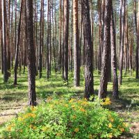 A bush of azalea pontica in the pine wood., Городница