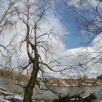Tree and fallen tree, Коростышев