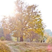 400 літній дуб, парк Перемоги, осінь, Новоград-Волынский