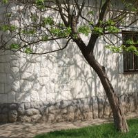 Дерево и тень / The tree and its shadow, Берегово