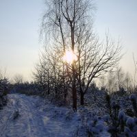 Зимова лісова дорога. Winter forest road, Иршава