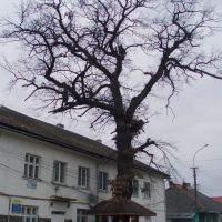 500-річний дуб, Межгорье