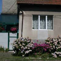 flowers near the house, Тячев