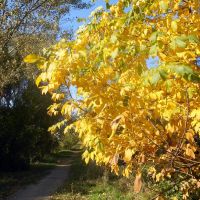 Золотая осень  /  Golden Autumn, Ужгород