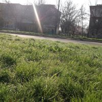очень красивая роса на траве, Акимовка