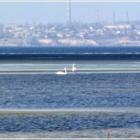 Swans on the Dnepr River, Каменка-Днепровская