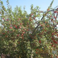 Верховинські яблука / Apples in Verkhovyna, Верховина