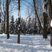 Зима у гімназійному парку/The winter in a gymnasium park, Коломыя