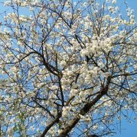 Квітуча вишня/Blooming cherry, Коломыя