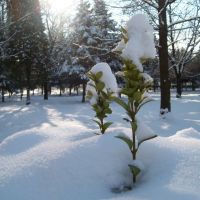 Зима, Коломыя