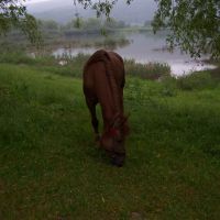 Horse near lake, Надворная