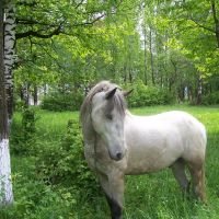 White horse, Надворная
