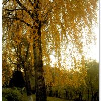 Золота осінь, Рогатин