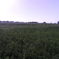 поле у селищі Борова, Боровая