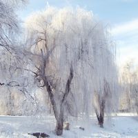 Зима..., Згуровка