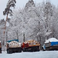 firewood for sale, Киев