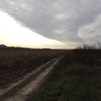 Дорога возле кукурузноего поля, Киевская