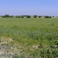 Fields near Vishnevyj, Киевская