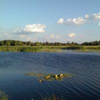 Lakes just south of Kiev. Koncha Zaspa., Козин