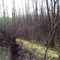 Mazepyntsi forest, Тетиев
