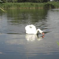 Лебеди на Иржавце, Яготин (Swans on Irzhavets, Yahotyn), Яготин