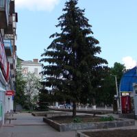 Ялинка біля маг. Мелодія / pine-tree near Melody shop, Кировоград