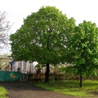 Linden and chestnut tree (Липа и каштан), Устиновка