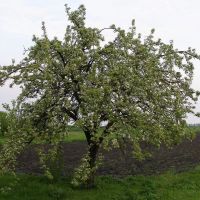 Pear tree (Груша), Устиновка