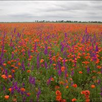 Poppy fields in the Crimea ..., Красногвардейское
