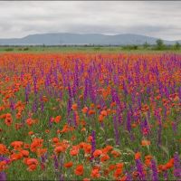 The field of wild poppies under a mountain Agarmysh Crimea, Красногвардейское