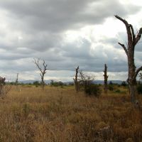 Мертві горіхові дерева на північ від Кримських гір. Степовий Крим., Красногвардейское