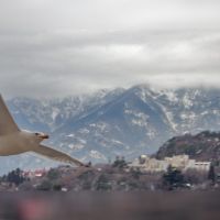 Над Ялтой - Flight over Yalta, Массандра