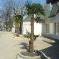 Palms, Симферополь