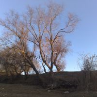 Дерево на берегу, Армянск