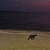 Ночной морской кот, Щёлкино