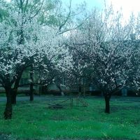 Весна в Сутоганском дворике, Белое