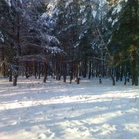 Опушка леса в Боровском, Боровское