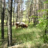 Корова в Лесу, Боровское