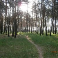 пейзаж,дорожки в лесу, Ворошиловград