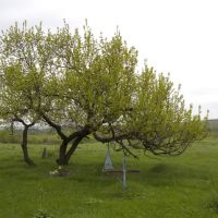 Tree & Graves, Лисичанск