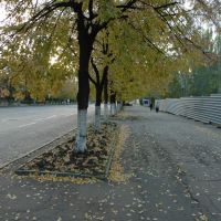 Липы на улице Коцюбинского. Lime-trees on Kotsiubinskogo street., Луганск