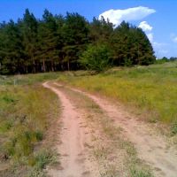 Дорога с речки в грибной лесок, Новоайдар