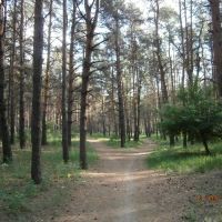 пейзаж, дорожки в сосне, Новоайдар