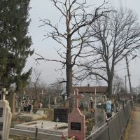 trees in the winter, Дрогобыч