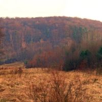 Панорама лісу біля смт.Івано-Франкове, Ивано-Франково