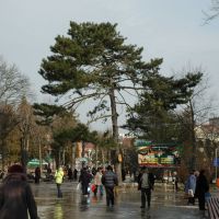 A tree in the park. Дерево в парке., Трускавец