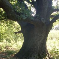 Самое древнее дерево Николаевщины - прототип пушкинского дуба зелёного у лукоморья, Кривое Озеро
