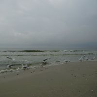Black sea. Ochakov. The seagull on coast. Чайки на берегу, Очаков