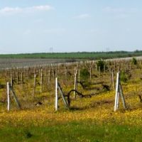 Ламбровские виноградники, Бородино